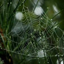 grass, Water drops, Close, Web