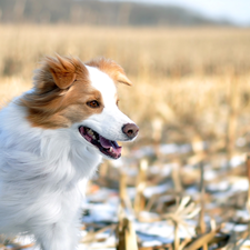 Border Collie, dog, White-brown
