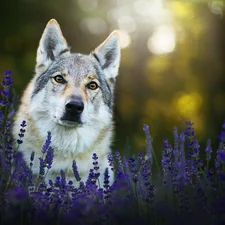 lavender, dog, Czechoslovakian Wolfdog
