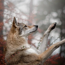 Czechoslovakian Wolfdog, dog, muzzle, paws, Bush, leaves, trees, viewes, forest