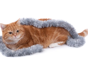 ginger, chain, decorated, cat