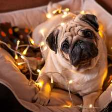 pug, Lights, dispatch, Christmas