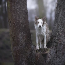 Border Collie, trees, dog