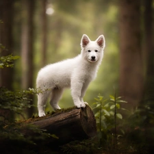 Puppy, White, snag, forest, White Swiss Shepherd, dog
