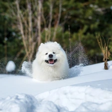 White, Samojed, snow, dog