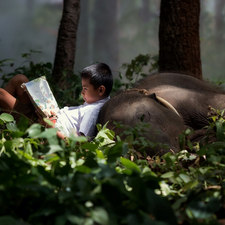 Elephant, boy, Book