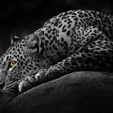 Eyes, Leopards, Yellow