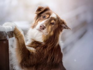 Fance, snow, Australian Shepherd, muzzle, dog