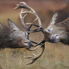 Fight, Deer, antlers