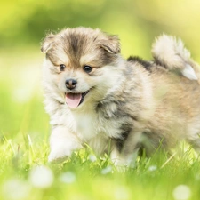 grass, Puppy, Finnish Lapphund