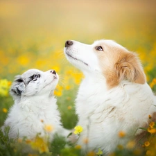 Dogs, Meadow, Flowers, Border Collie
