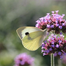 Cabbage, Insect, Flowers, butterfly