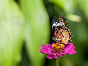 Colourfull Flowers, color, butterfly, zinnia