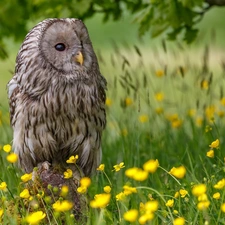 Owl, Bird, grass, Flowers, Meadow, owl