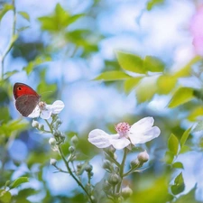 Gatekeeper, blurry background, Flowers, butterfly, White