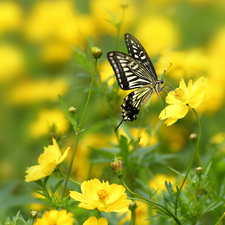 Yellow, Cosmos, butterfly, Flowers