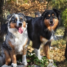 forest, Dogs, viewes, Australian Shepherds, Two cars, trees, Plants
