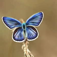 Fractalius, butterfly, blue