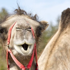 Funny, surprised, Camel