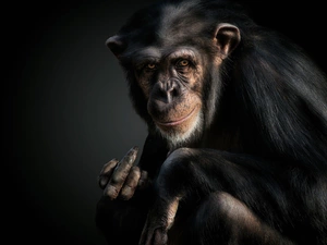 chimpanzee, Funny