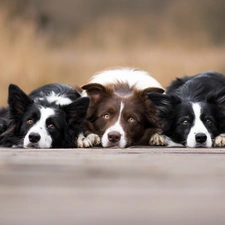 Dogs, fuzzy, background, Border Collie