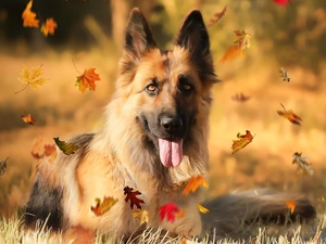 dog, Leaf, German Shepherd