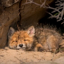 sleepy, Fox, hole, ginger