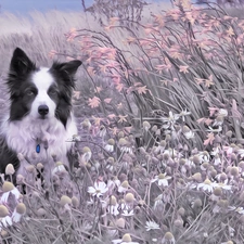 Meadow, dog, Plants, grass, Flowers, Border Collie