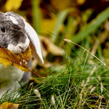Rabbit, Yellow, leaf, grass