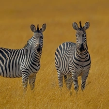 grass, Two, zebra
