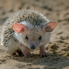 hedgehog, Sand