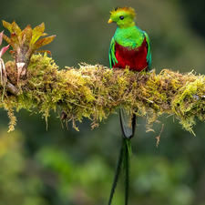 plant, Bird, Quetzal Heraldic