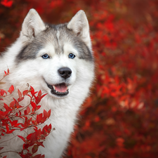 Red, Leaf, Siberian Husky, Bush, dog