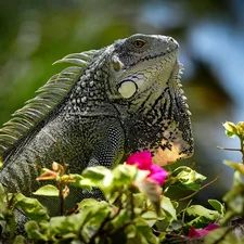Green Iguana, lizard, Flowers, Iguana