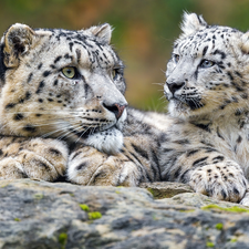 snow leopard, Rocks, Irbisy, young, Two cars