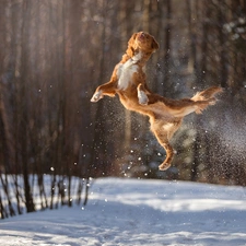 winter, dog, jump, forest