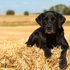 Puppy, Labrador Retriever, straw, Black