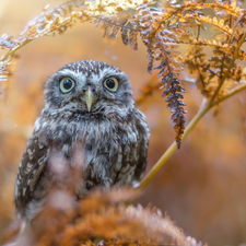 branch, Little Owl, fuzzy, autumn, owl, Leaf, background