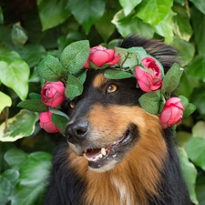 muzzle, dog, Flowers, Leaf, wreath, Australian Shepherd