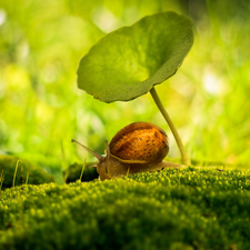 snail, Moss, Close, leaf