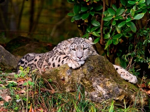 Resting, snow leopard