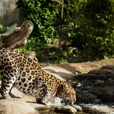 thirsty, Leopards