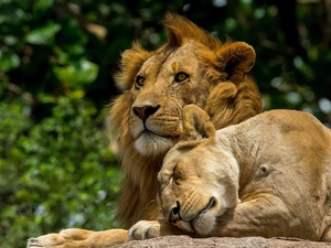 Lion, Lioness
