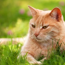 ginger, cat, grass, lying