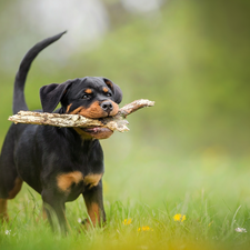 stick, Puppy, grass, Rottweiler, dog, Meadow, Flowers