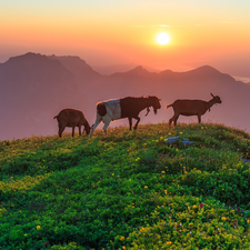Goats, Mountains, Great Sunsets, Hill