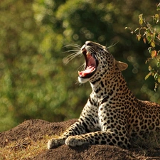 mouth, Leopards, open