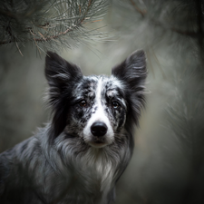 muzzle, dog, fuzzy, background, Twigs, Border Collie