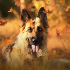 dog, muzzle, Leaf, German Shepherd
