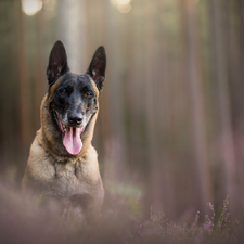 tongue, Belgian Shepherd Malinois, fuzzy, muzzle, dog, heathers, background